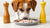 Can Dogs Eat Food with Salt and Pepper? Understanding the Risks and Guidelines