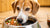 Can Dogs Eat Food with Soy Sauce? Understanding the Risks and Alternatives