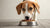 Can Dogs Eat Food With Spices? Understanding Safe Options for Your Pup
