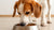 Can Dogs Eat Food with Stevia? Exploring the Sweetener's Impact on Our Furry Friends