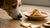 Can Dogs Eat Fortune Cookies? Exploring the Safety of This Popular Snack-140928876783