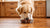 Can Dogs Eat Freezer Burned Food? A Comprehensive Guide for Pet Owners