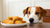 Can Dogs Eat Fried Food? Understanding the Risks and Safe Alternatives