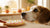 Can Dogs Eat Frosted Sugar Cookies? What Every Dog Owner Needs to Know-140923699439