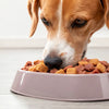 Can Dogs Eat Frozen Dog Food? A Comprehensive Guide for Pet Owners