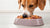 Can Dogs Eat Frozen Dog Food? A Comprehensive Guide for Pet Owners-140138643695