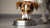 Can Dogs Eat Garlic in Their Food? The Complete Guide to Garlic Toxicity-140134449391