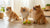 Can Dogs Eat Ginger? Exploring the Benefits, Risks, and Guidelines