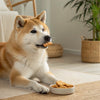 Can Dogs Eat Ginger Biscuits? Understanding the Risks and Alternatives