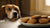 Can Dogs Eat Ginger Molasses Cookies? Understanding the Risks and Safe Alternatives