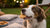Can Dogs Eat Glucose Biscuits? Understanding the Risks and Rewards-141105561839