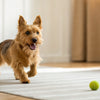 Can Dogs Eat Goat Cheese? Exploring the Benefits and Risks