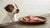 Can Dogs Eat Goat Food? Understanding the Risks and Benefits of Goat Meat for Dogs