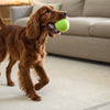 Can Dogs Eat Gouda Cheese? A Comprehensive Guide for Pet Owners