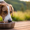 Can Dogs Eat Greasy Food? Understanding the Risks
