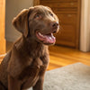 Can Dogs Eat Guava? Exploring the Benefits and Risks of This Tropical Fruit for Your Furry Friend