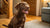 Can Dogs Eat Guava? Exploring the Benefits and Risks of This Tropical Fruit for Your Furry Friend