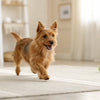 Can Dogs Eat Gummy Bears? Understanding the Risks and Safety Concerns