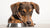 Can Dogs Eat Hard Food With No Teeth? Understanding Nutrition for Toothless Dogs-140410683631