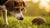 Can Dogs Eat Hedgehog Food? Understanding Pet Diets and Safety-140139266287