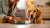 Can Dogs Eat Home Cooked Food? A Comprehensive Guide for Pet Owners