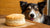 Can Dogs Eat Homemade Biscuits? A Comprehensive Guide for Pet Owners-141104939247
