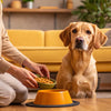 Can Dogs Eat Homemade Food? A Comprehensive Guide for Pet Owners