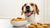 Can Dogs Eat Homemade Peanut Butter Cookies Safely and Healthily?-140921471215