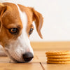 Can Dogs Eat Honey Biscuits? Exploring the Sweet Treat for Our Furry Friends