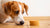 Can Dogs Eat Honey Biscuits? Exploring the Sweet Treat for Our Furry Friends