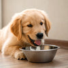 Can Dogs Eat Honey Butter Biscuits? What Every Dog Owner Should Know