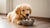 Can Dogs Eat Honey Butter Biscuits? What Every Dog Owner Should Know
