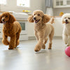 Can Dogs Eat Hot Dogs? Understanding the Risks and Benefits