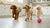 Can Dogs Eat Hot Dogs? Understanding the Risks and Benefits