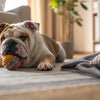 Can Dogs Eat Hot Food? Understanding the Risks and Benefits of Feeding Your Dog Warm Meals