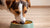 Can Dogs Eat Hot Food Temperature? Understanding the Right Meal Temperature for Your Canine Companion