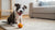 Can Dogs Eat Hot Sauce? Understanding the Risks and Alternatives