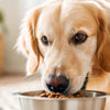 Can Dogs Eat Hot Spicy Food? Safety Tips and Risks