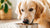 Can Dogs Eat Hot Spicy Food? Understanding the Risks for Your Furry Friend