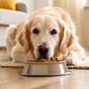 Can Dogs Eat House Food? Safe Choices and Risks