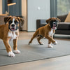 Can Dogs Eat Human Biscuits? Understanding the Risks and Alternatives