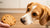 Can Dogs Eat Human Cookies? A Comprehensive Guide to Keeping Your Pup Safe