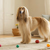 Can Dogs Eat Hummus? Understanding the Risks and Alternatives