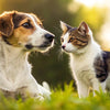 Can Dogs Eat Instinct Raw Cat Food? A Comprehensive Guide for Pet Owners