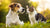Can Dogs Eat Instinct Raw Cat Food? A Comprehensive Guide for Pet Owners