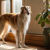 Can Dogs Eat Jackfruit? An In-Depth Guide for Pet Owners