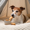 Can Dogs Eat Jalapenos? Understanding the Risks and Best Practices for Your Furry Friend