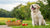 Can Dogs Eat Just Kibble? Understanding the Nutritional Needs of Our Furry Friends