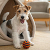 Can Dogs Eat Ketchup? Understanding the Risks and Alternatives