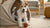 Can Dogs Eat Ketchup? Understanding the Risks and Alternatives